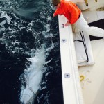 Catching the big one - Pelagic Hunter Sportfishing
